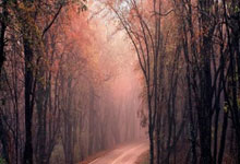 [NBA]爱德华兹29分 森林狼大胜掘金.